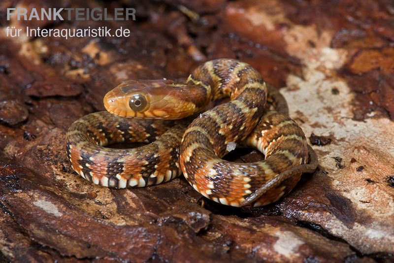 Gebänderte Wassernatter, Nerodia fasciata