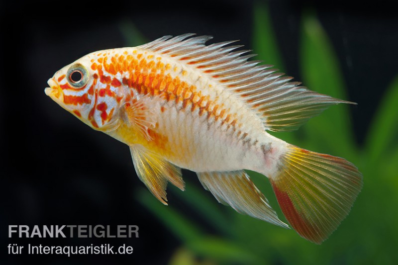 Villavicencio-Buntbarsch, Apistogramma macmasteri, paarweise