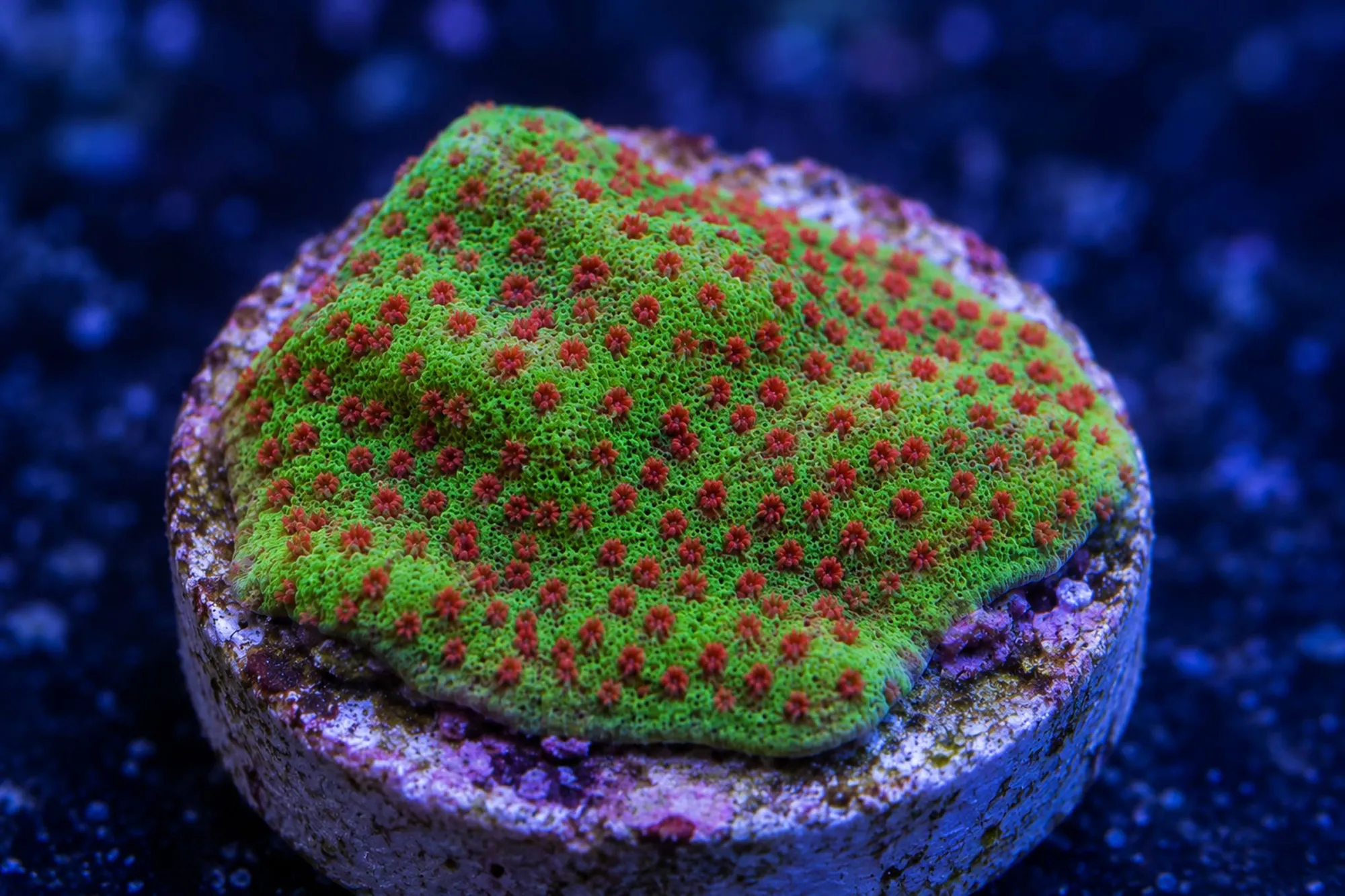 Porenkoralle „The Grinch“ (Nachzucht), Porites spec., Größe S–M