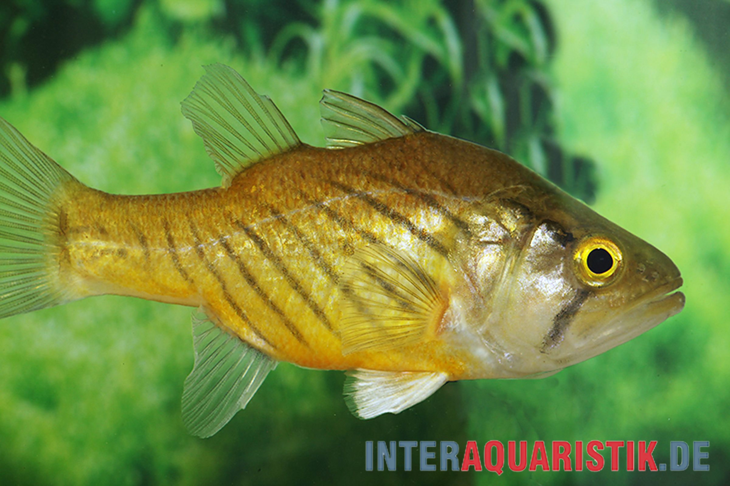 Wichmanns Glasbarsch, Glossamia wichmanni, 8-10 cm