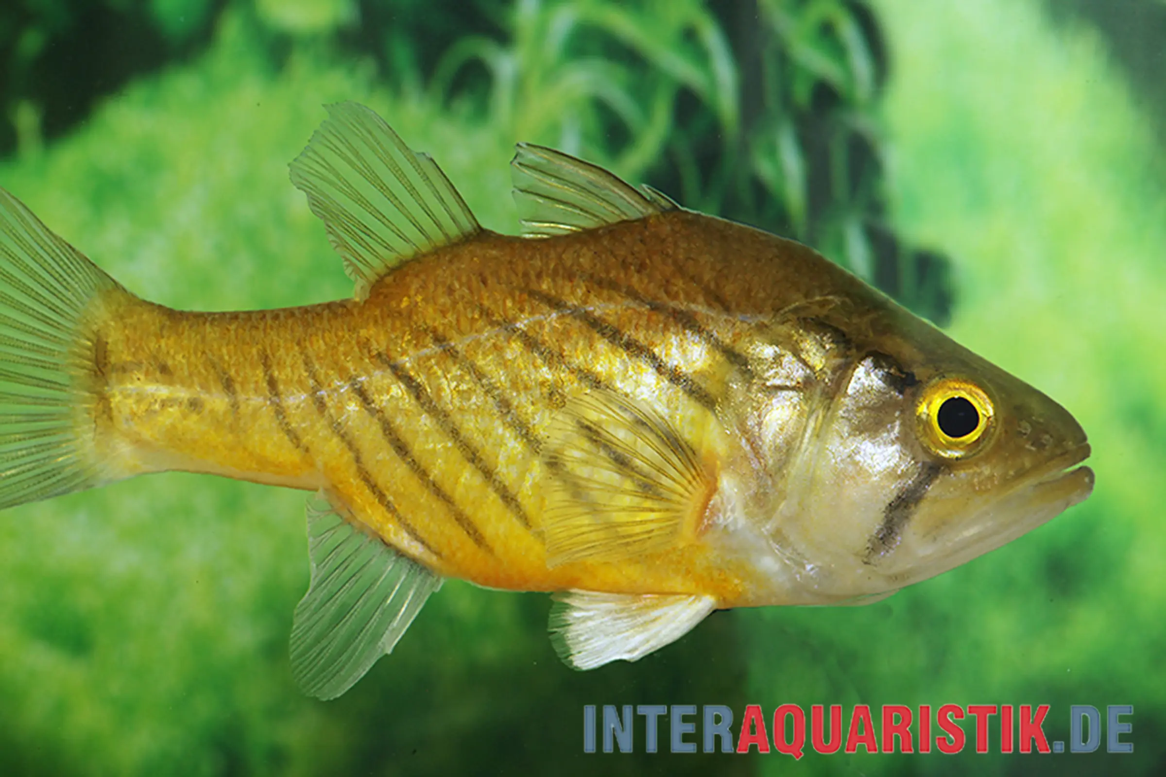 Wichmanns Glasbarsch, Glossamia wichmanni, 8-10 cm