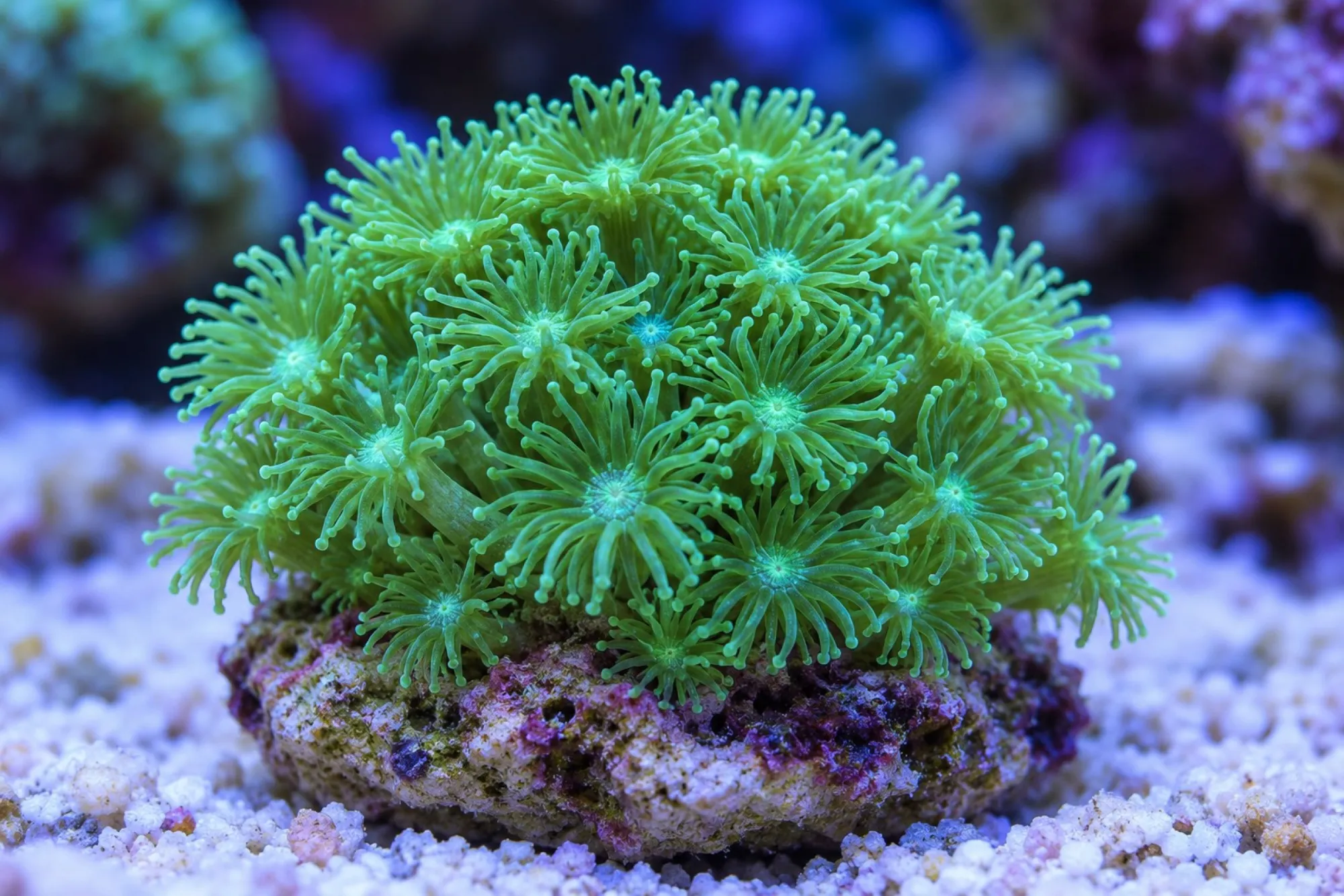 Margeritenkoralle „Metallic Grün“ (Nachzucht), Goniopora spec., Größe S–M