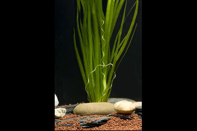 Sumpfschraube, Vallisneria spiralis, im Bund