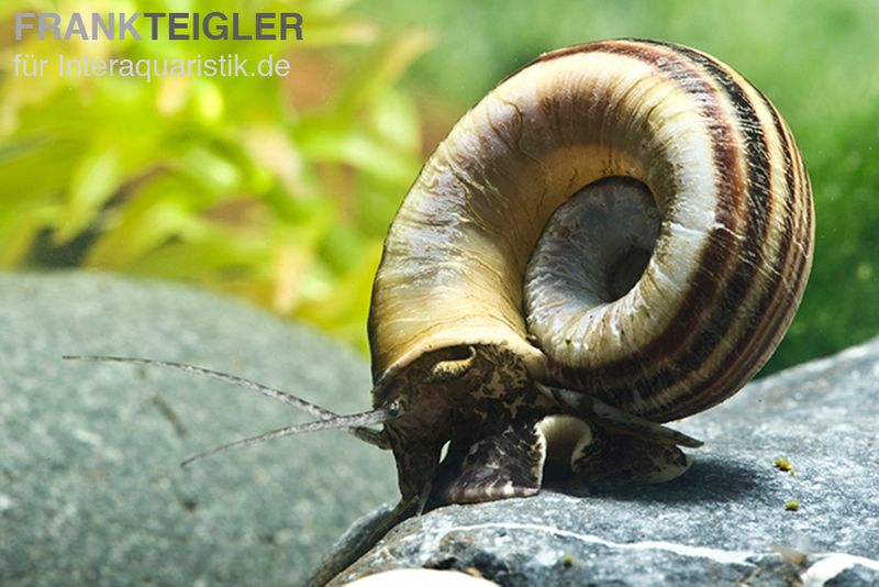 Paradiesschnecke 'Natur', Marisa cornuarietis