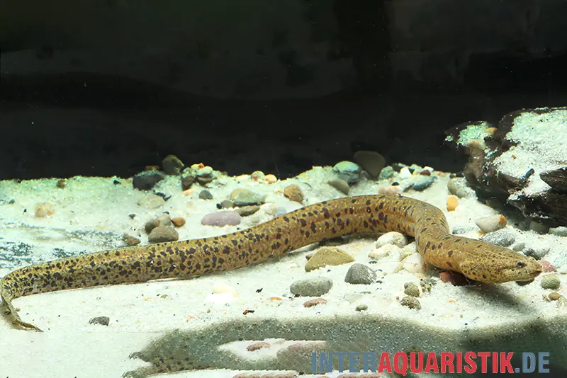 Kiemenschlitzaal, Synbranchus marmoratus Peru, 12-20 cm