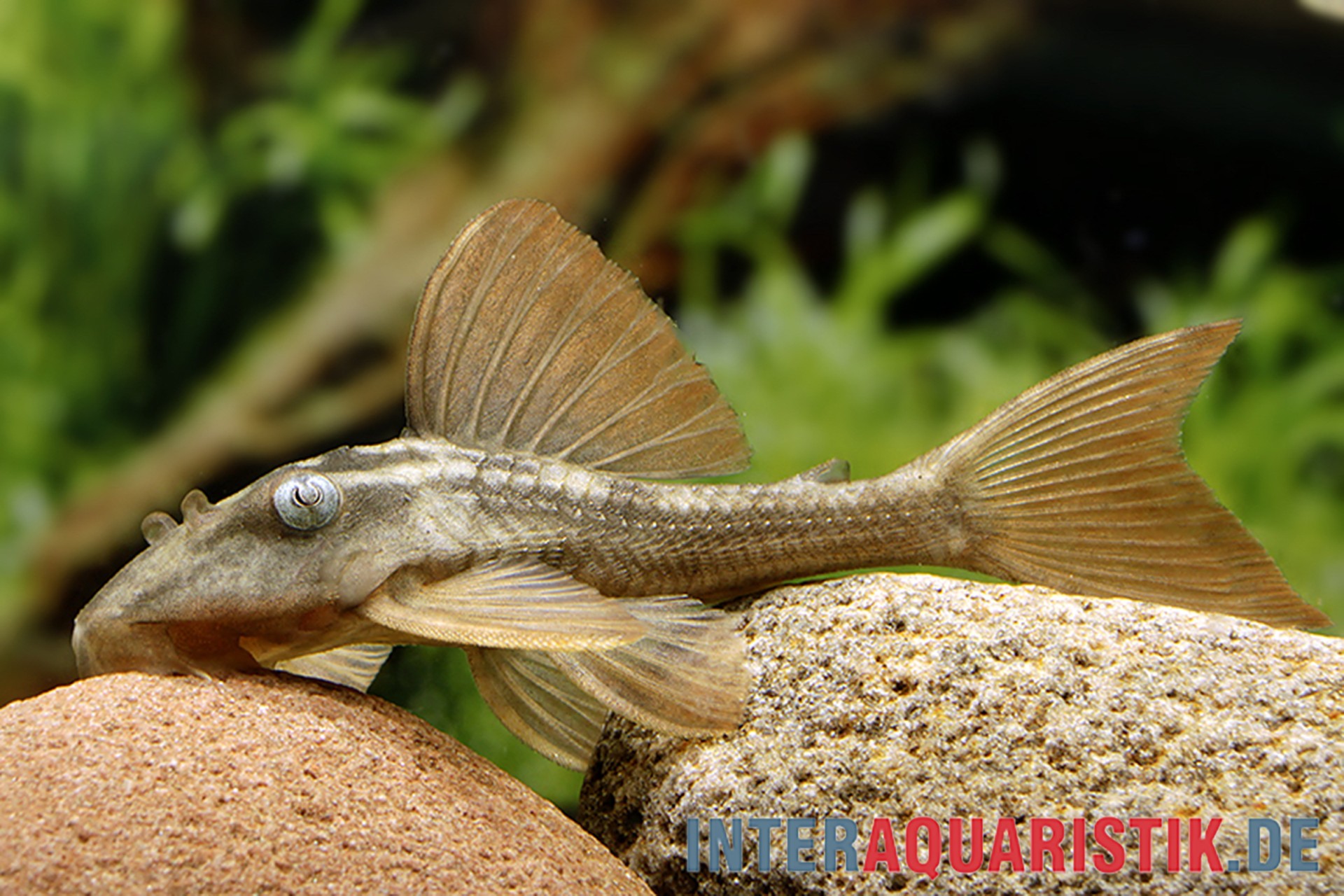 Harnischwels auf Aquarienstein Saugwels auf Stein im Aquarium