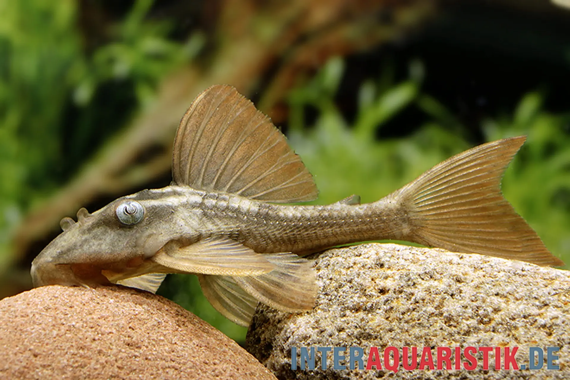Saugwels auf Stein im Aquarium