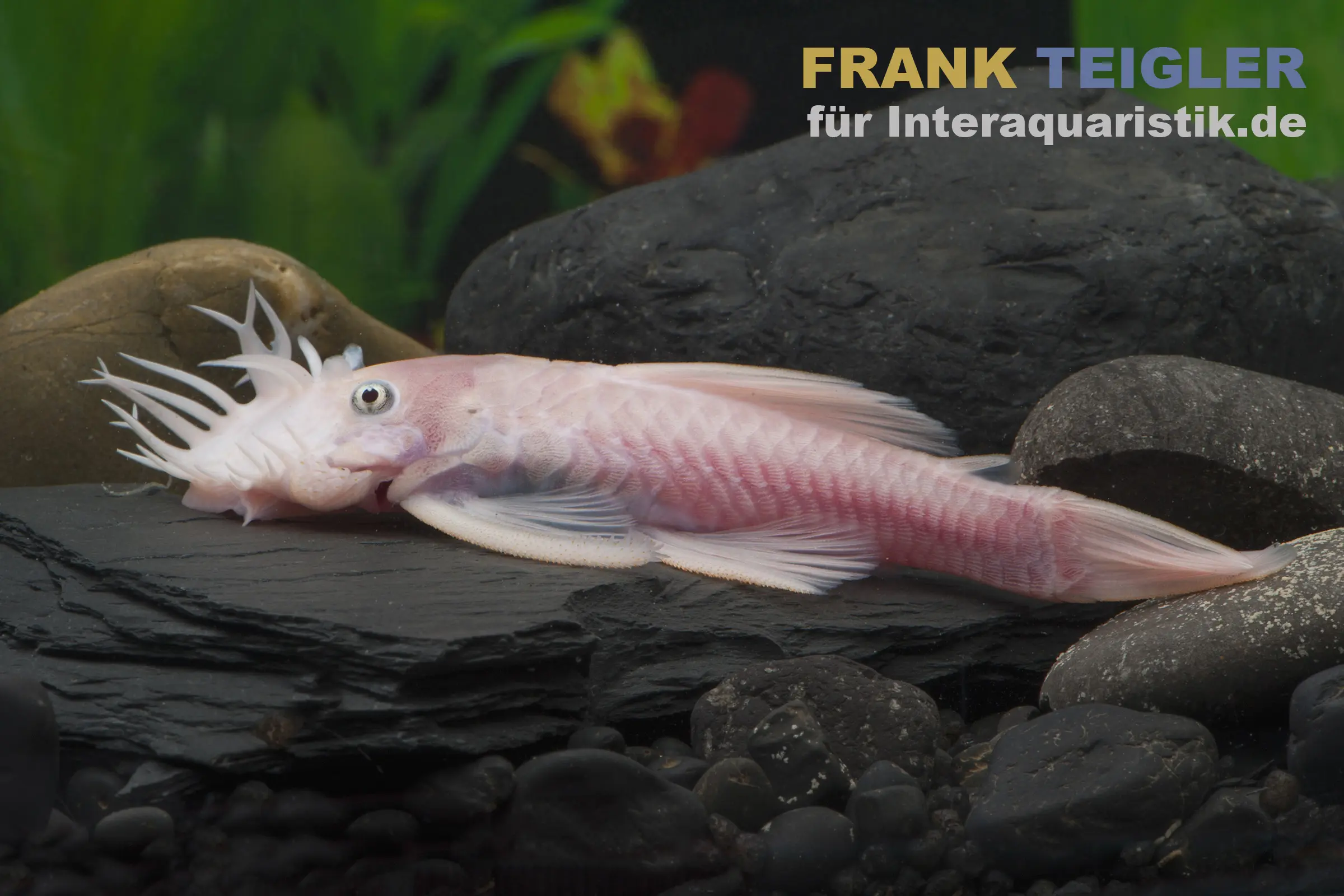 Weißer Antennenwels, Ancistrus sp. Weiß (Black Eyes)