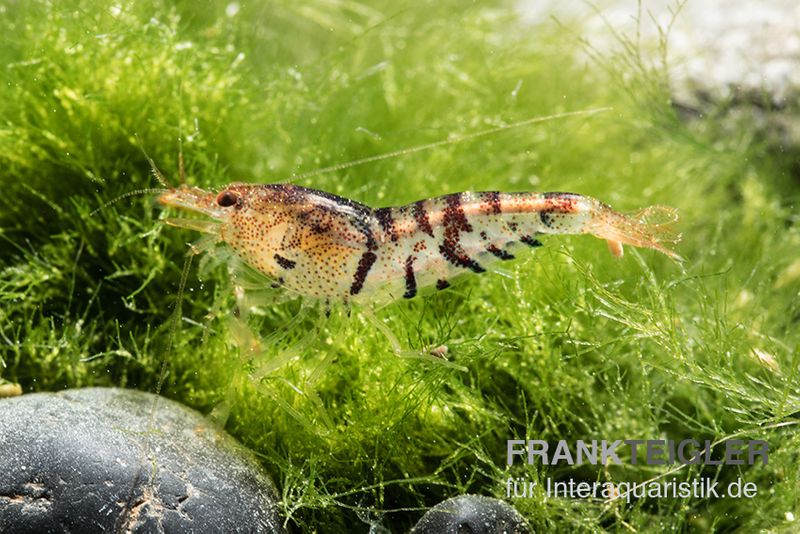 TiBee-Garnele schwarz, Tigerbiene, Caridina spec.