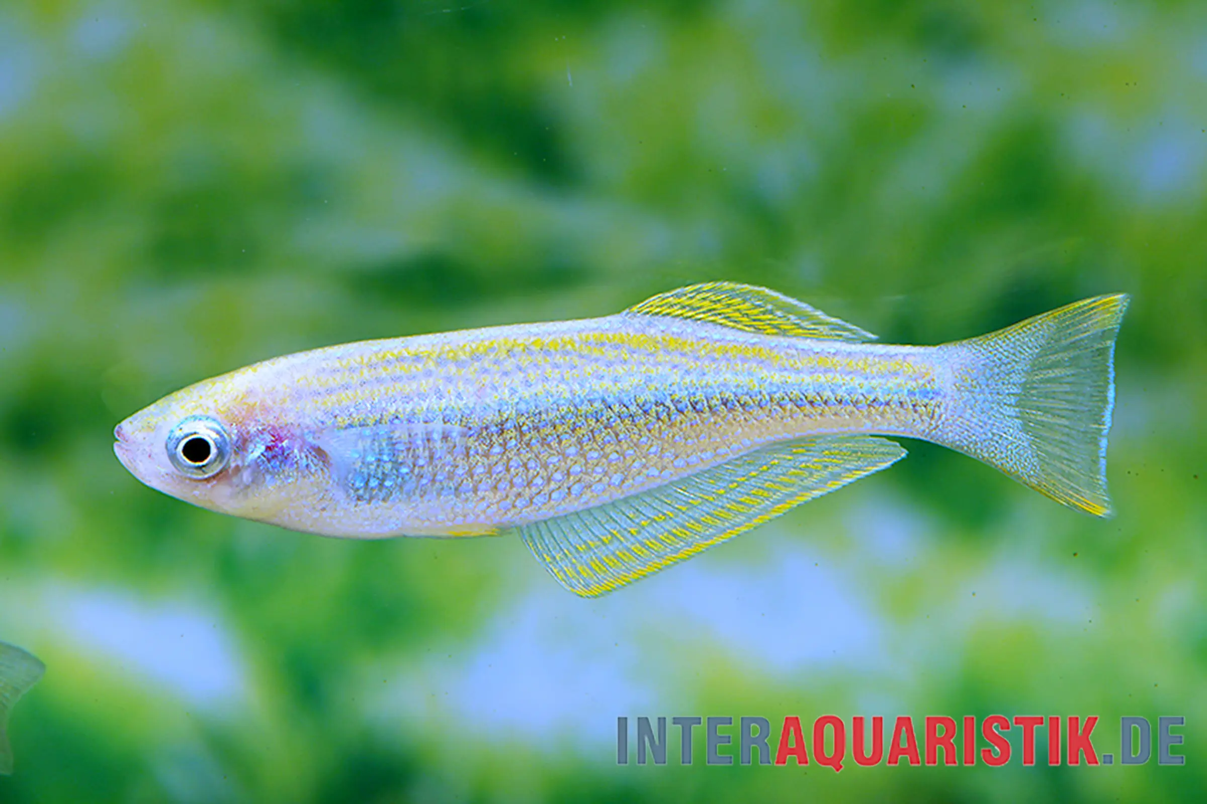 Tanganjika-Leuchtfisch, Lamprichthys tanganicanus