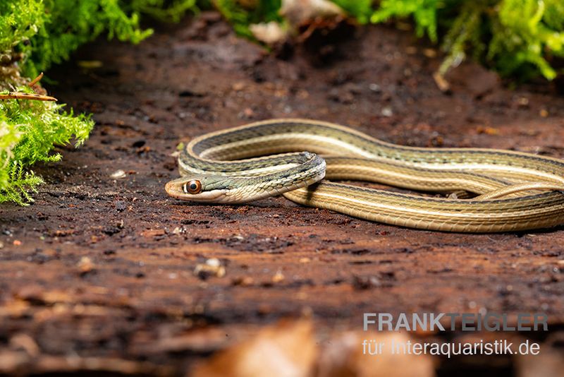 Östliche Bändernatter, Thamnophis sauritus