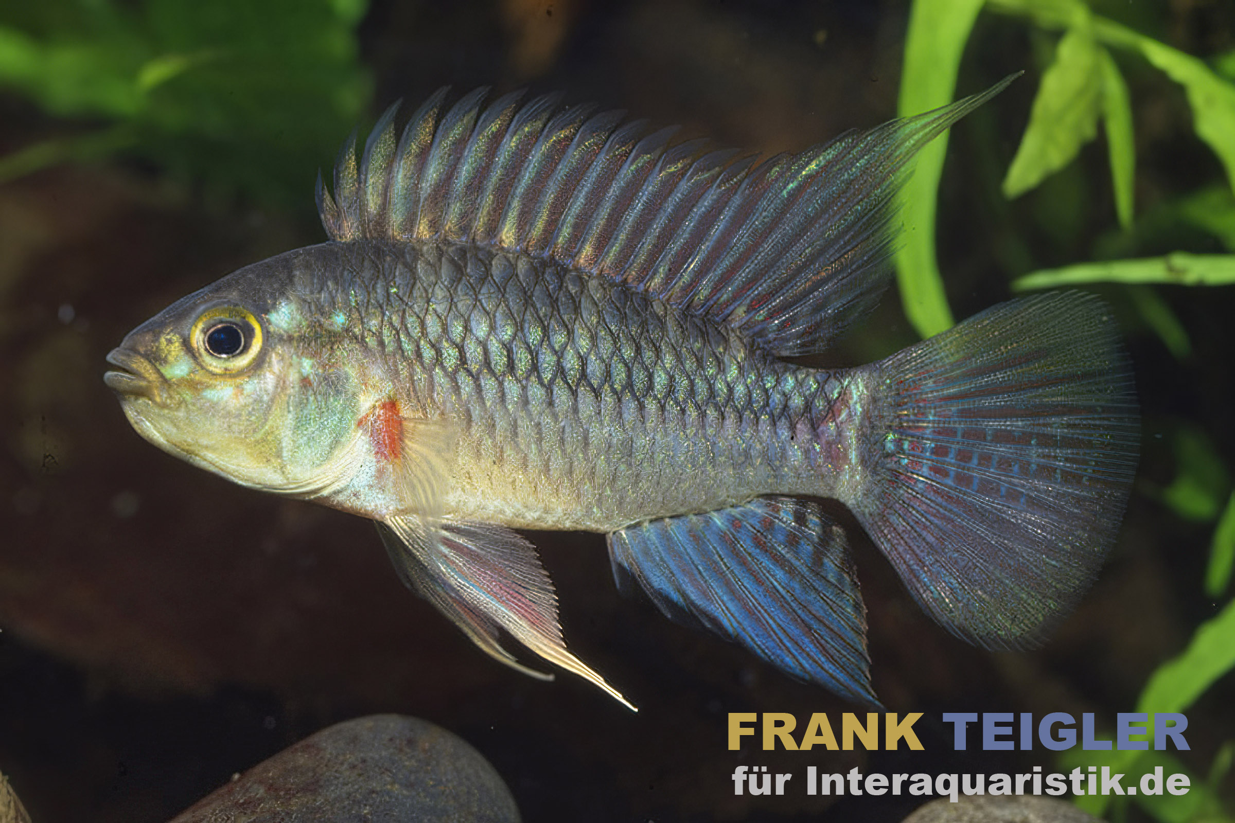 Nahaufnahme eines bunten Fisches im Aquarium, umgeben von grünen Pflanzen
