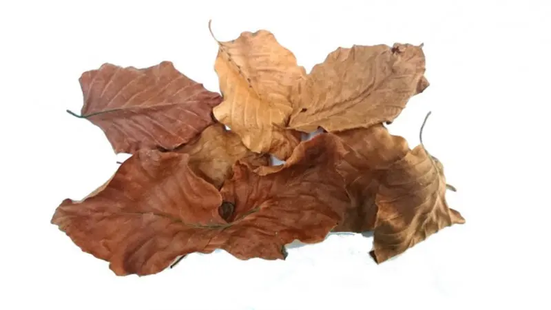 Buchenblätter, Buchenlaub, 40 Stück