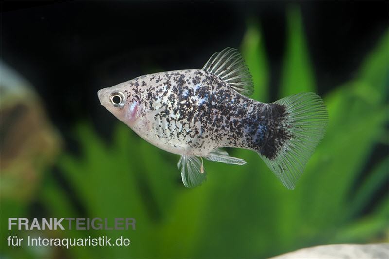 Weisser Calico Platy, Xiphophorus maculatus