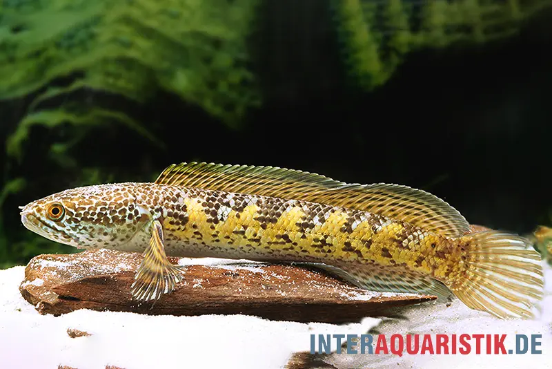 Goldfleck-Schlangenkopf, Channa aurantimaculata, 8-10 cm