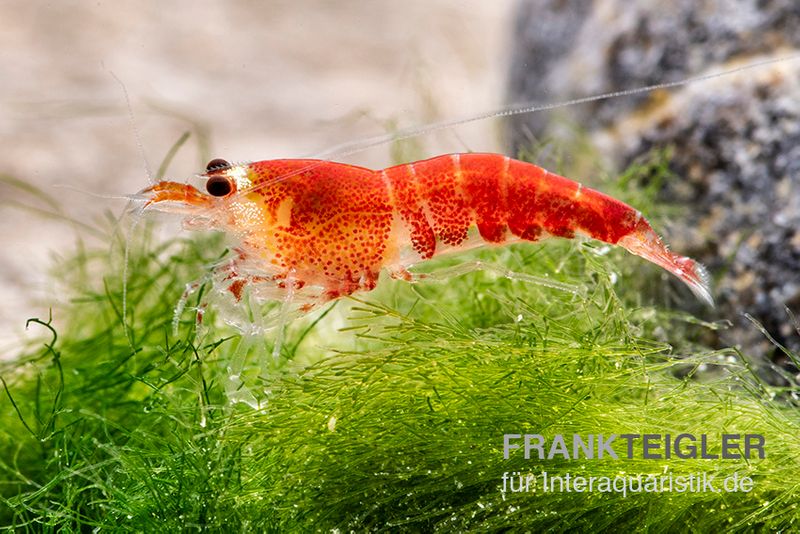 Super Crystal Red "Santa" Garnele, Caridina logemani