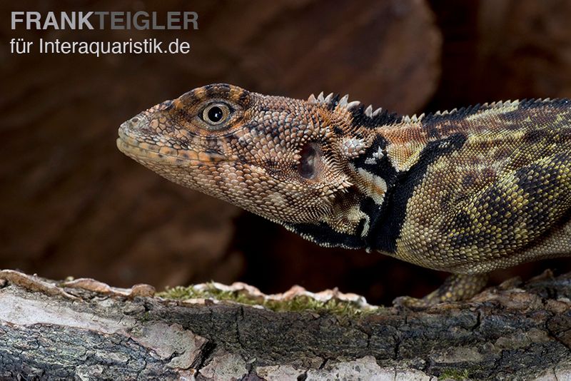 Grüner Wasserleguan, Plica plica