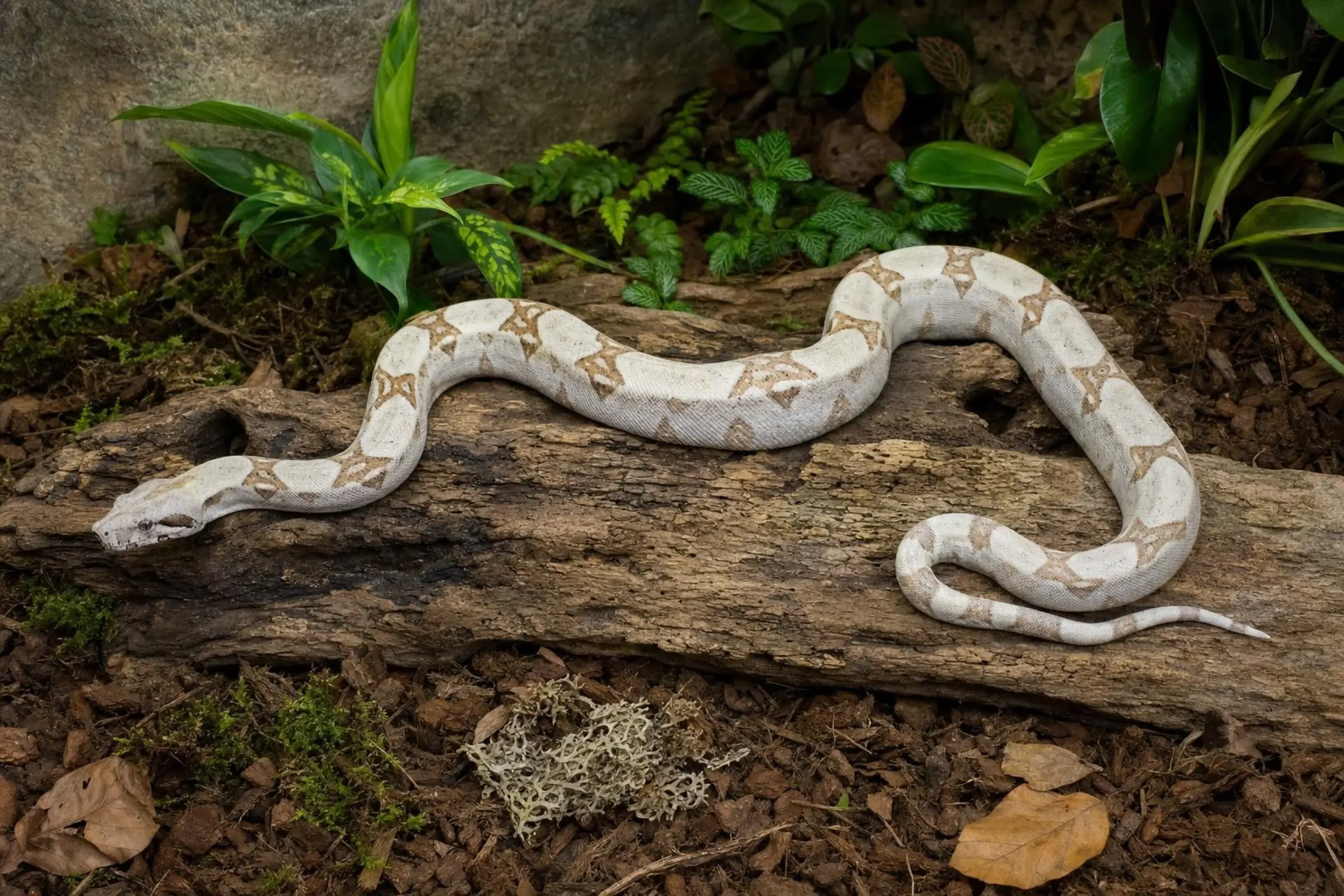 Roswell-Laddertail-Kaiserboa, Nachzucht 2025, Boa c. imperator