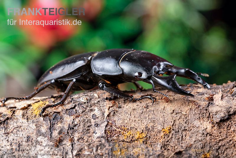 Hirschkäfer, Dorcus alcides, paarpreisx2