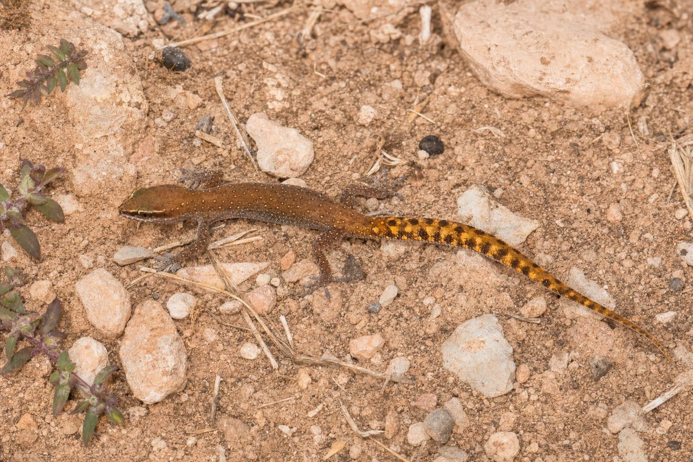 Marokkanischer Echsenfingergecko, Saurodactylus brosseti