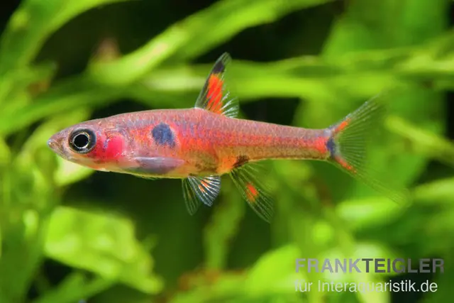 Erdbeer-Zwergbärbling, Boraras naevus