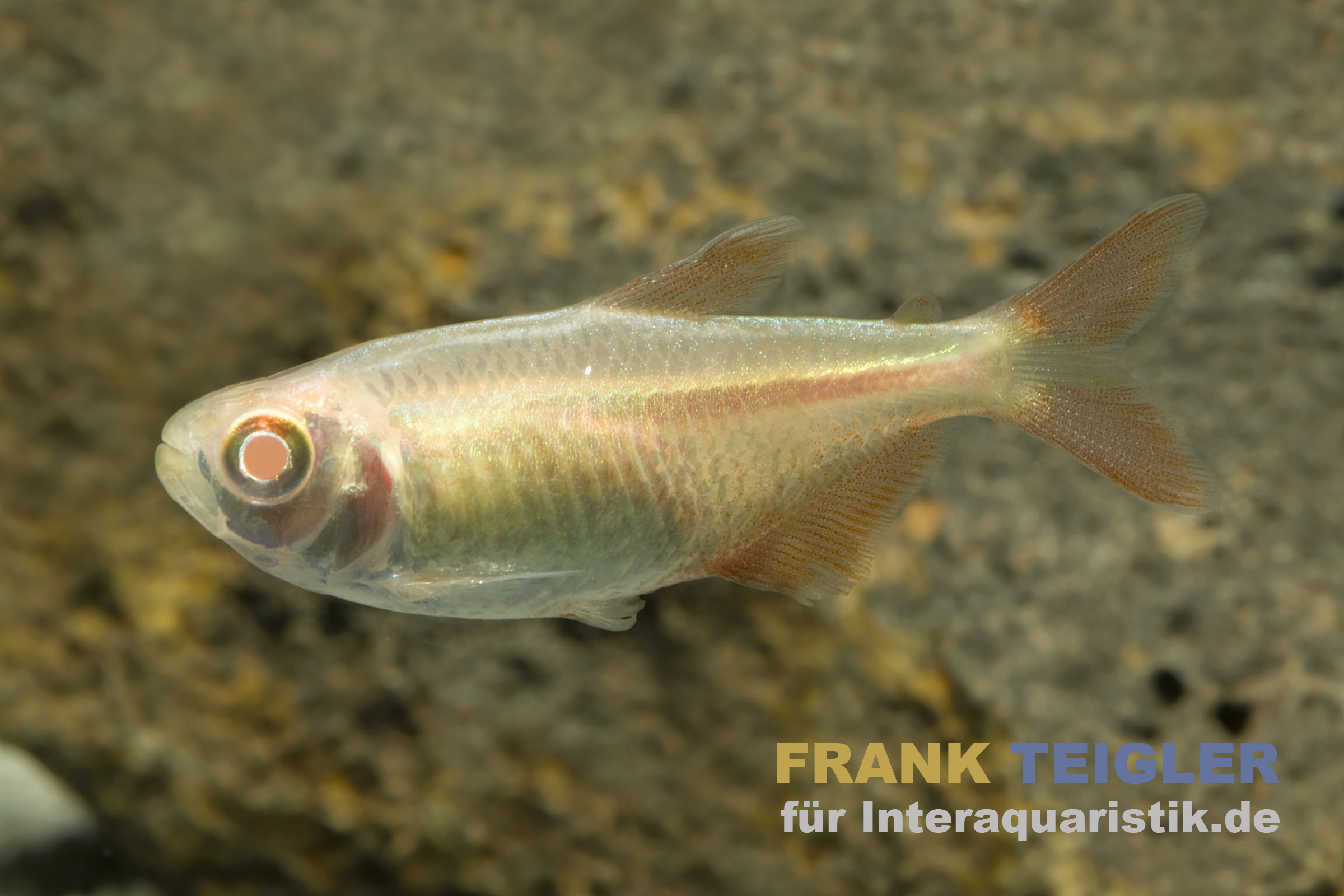 Goldener Rautenflecksalmler, Hemigrammus caudovittatus Albino