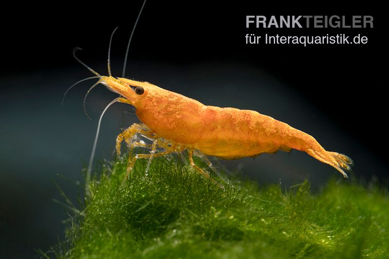 Golden Dust Garnele, Neocaridina davidi