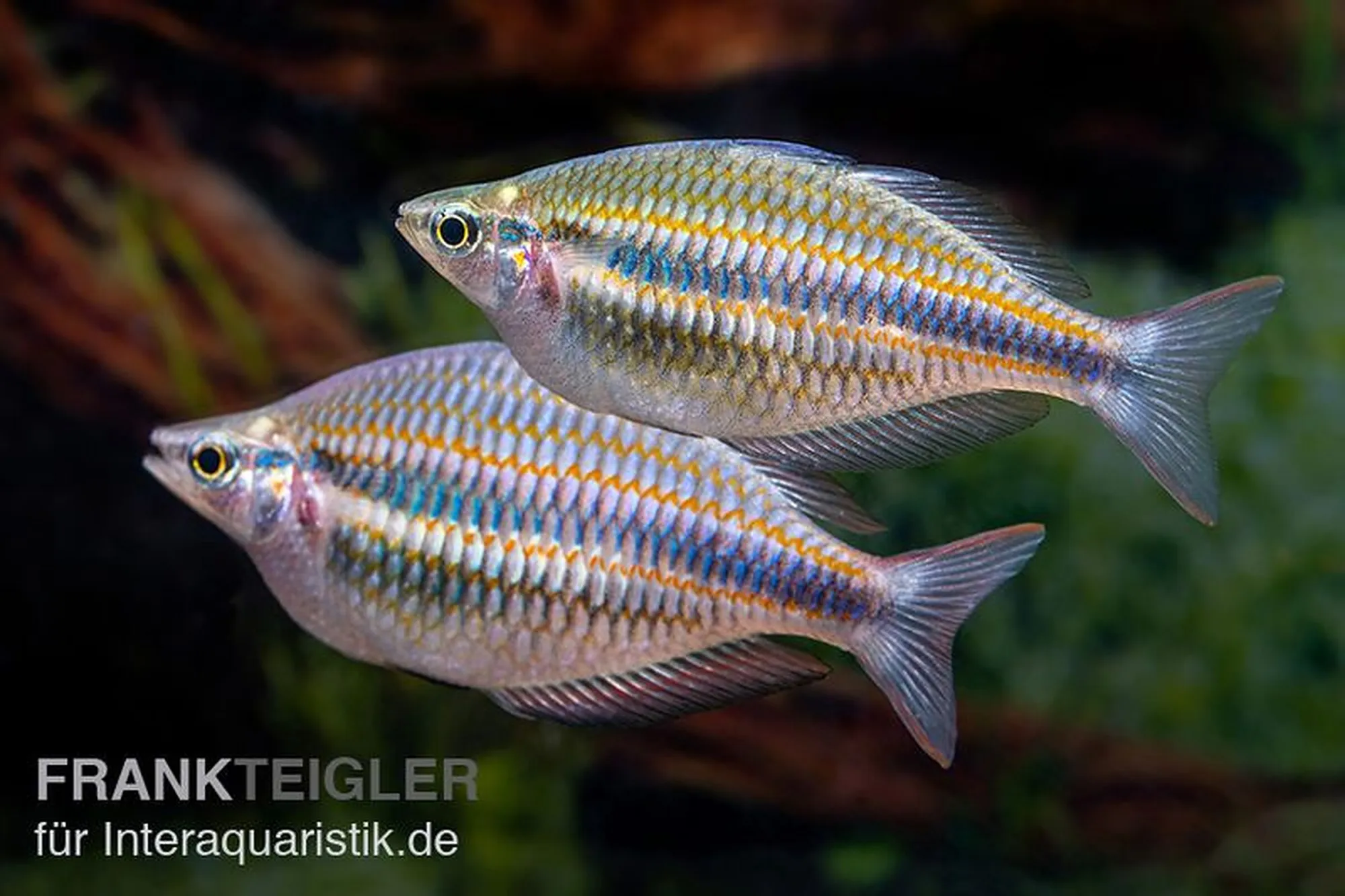 Goyder-River-Regenbogenfisch, Melanotaenia trifasciata „Goyder River“