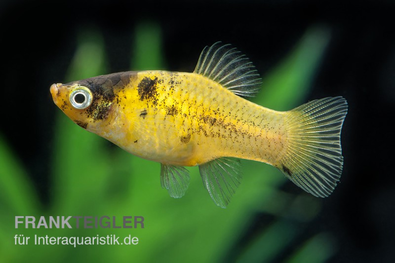 Hummel Platy, Xiphophorus maculatus