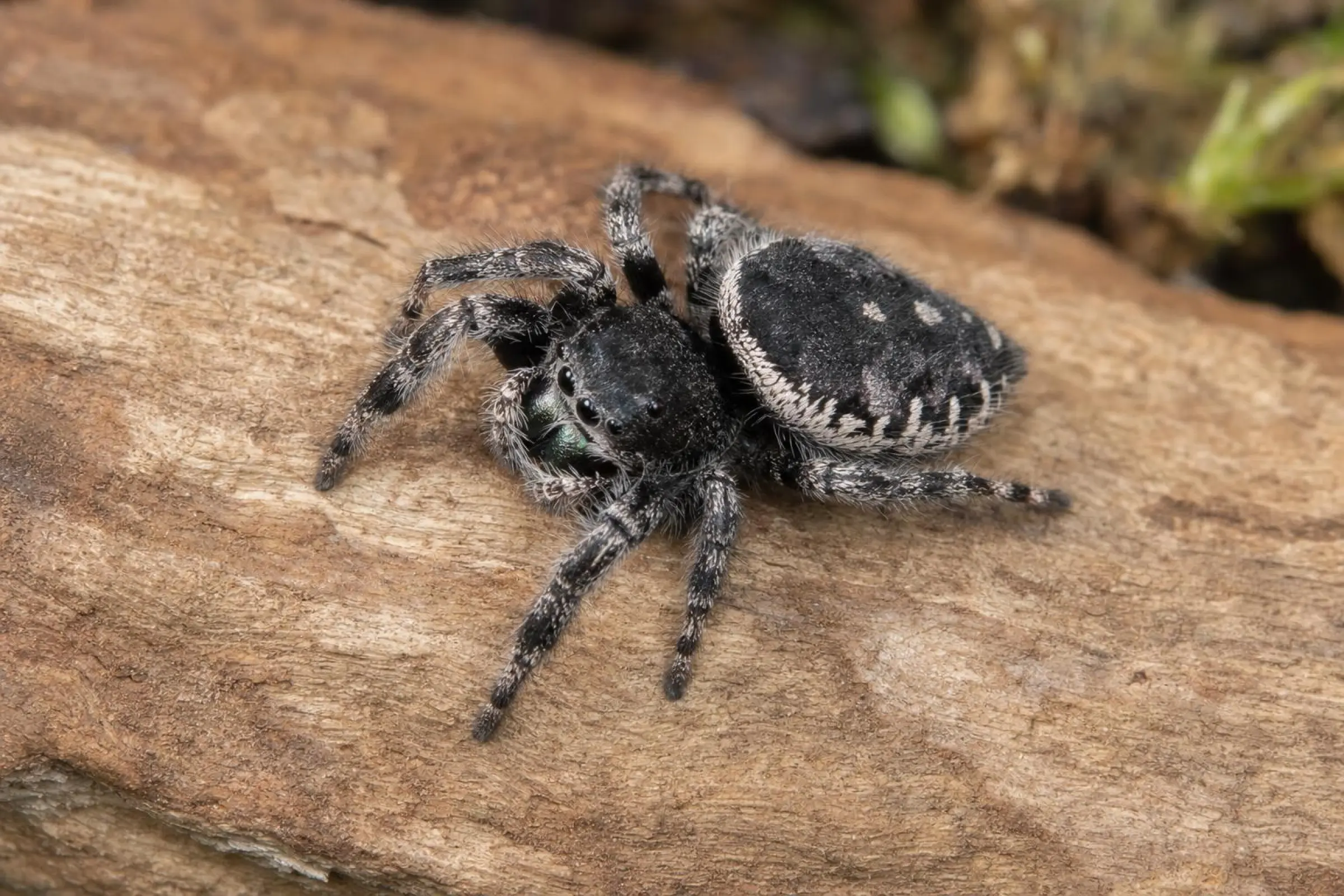 Marmorierte Purpur-Springspinne, Phidippus purpuratus