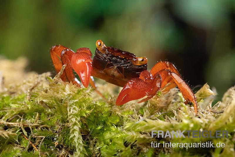 Rubin-Vampirkrabbe, Geosesarma sp. nov. "Red Ruby", Paar (1 Männchen + 1 Weibchen)