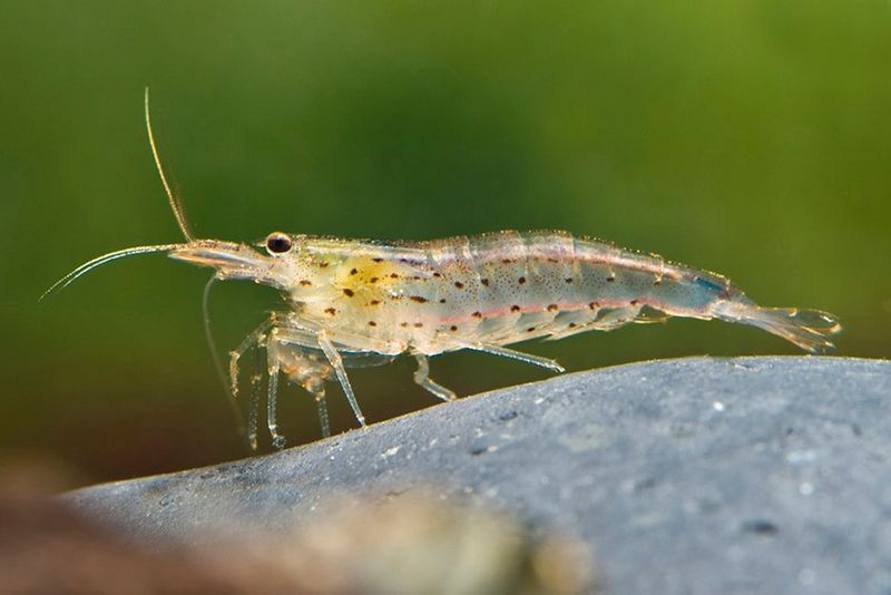 Amanogarnele M 1,5-2 cm, Caridina multidentata