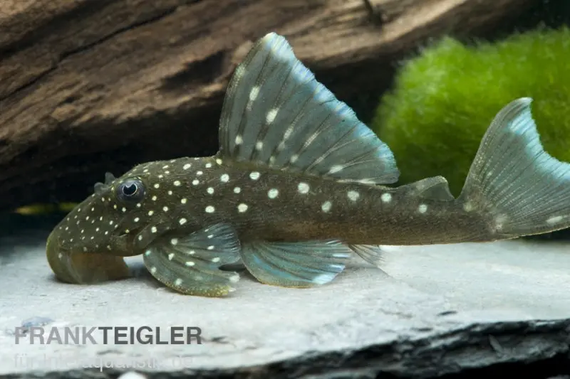 Blauer Phantomwels, Hemiancistrus spec. L128, 3-5 cm