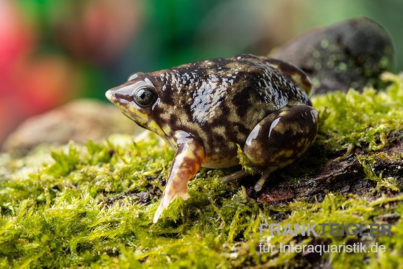 Ferkelfrosch, Hemisus marmoratus