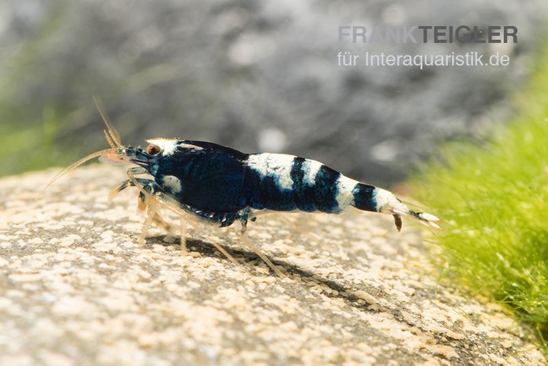 Black Pinto Garnele Mix, Caridina spec. Black Pinto Taiwan