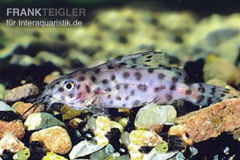 Kamerun-Fiederbartwels, Synodontis velifer