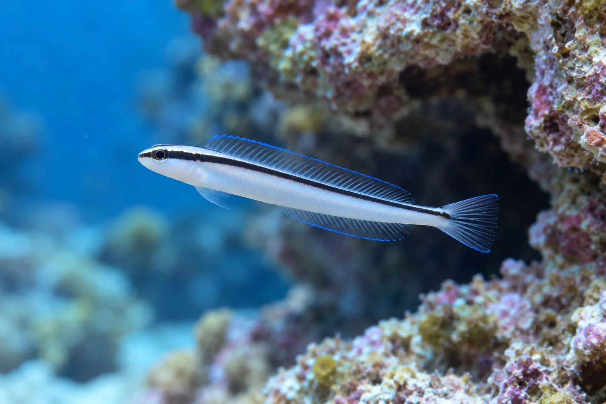 Smiths Disco-Blenny Nachzucht, Meiacanthus smithi