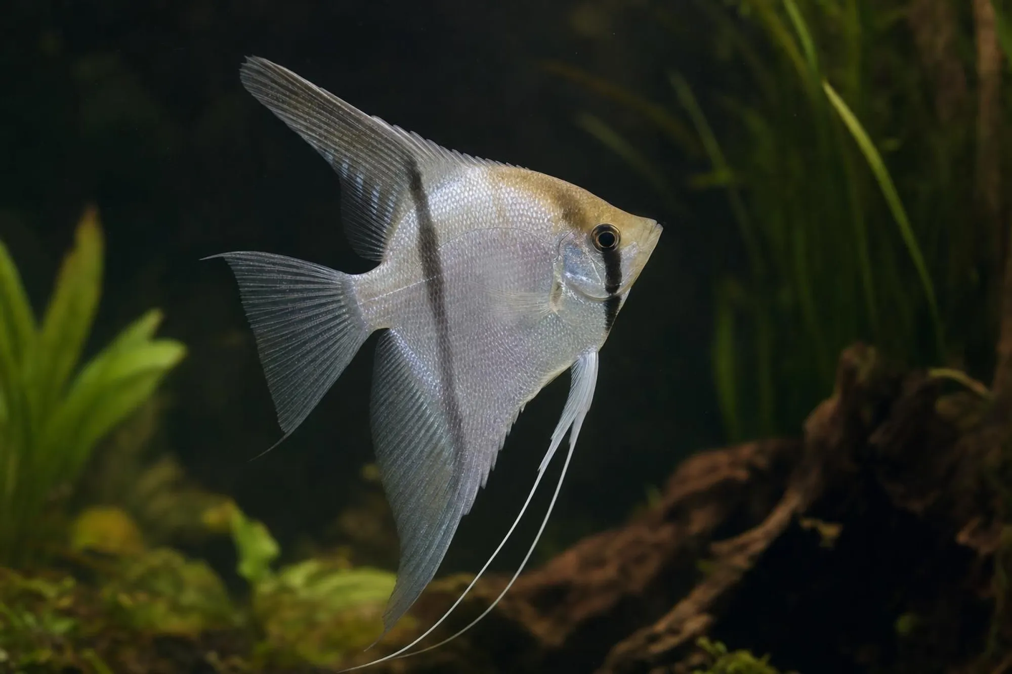 Blue-Pearl-Skalar, Pterophyllum scalare, ca. 3,5-4,5 cm