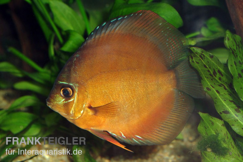 Diskusfisch ASIA-NZ, Symphysodon discus Brown (Classic brown, Red), 2 Zoll, 5-6 cm