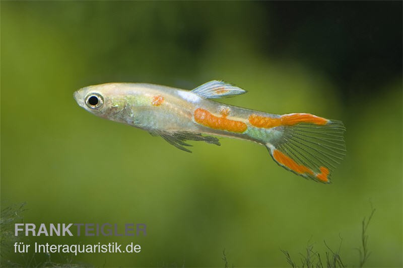 Endler-Guppy gold, Poecilia wingei, Männchen