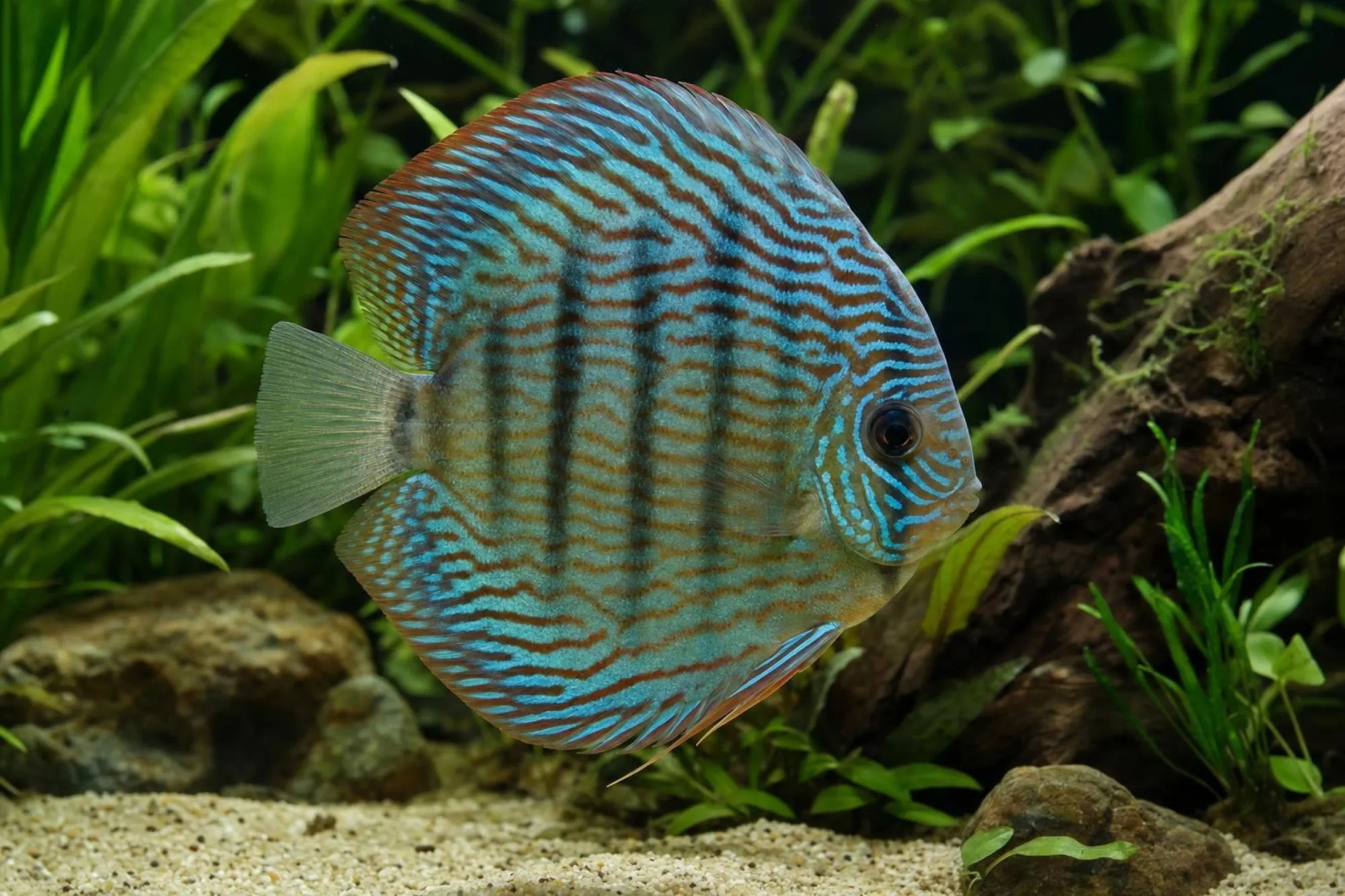 Diskus „Brilliant Turquoise“, Symphysodon aequifasciatus, ca. 8,0 cm