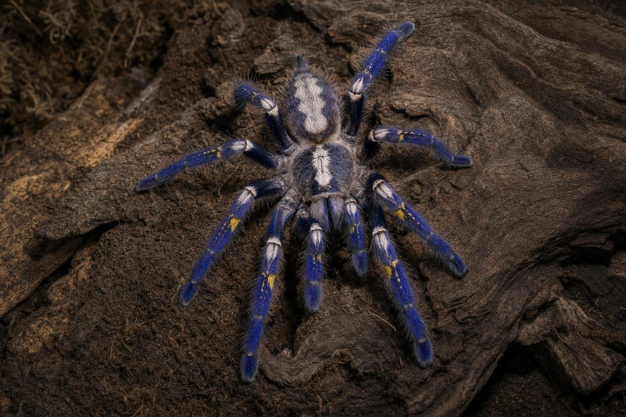 Gooty-Saphir-Ornamentvogelspinne, Poecilotheria metallica