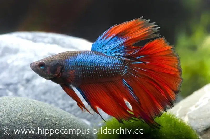 Halfmoon Kampffisch blau-rot, Männchen, Betta splendens (Dragon Blue)