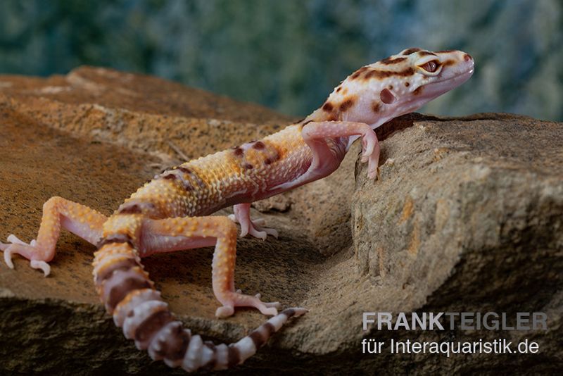 Leopardgecko, Eublepharis macularius, RAINWATER ALBINO