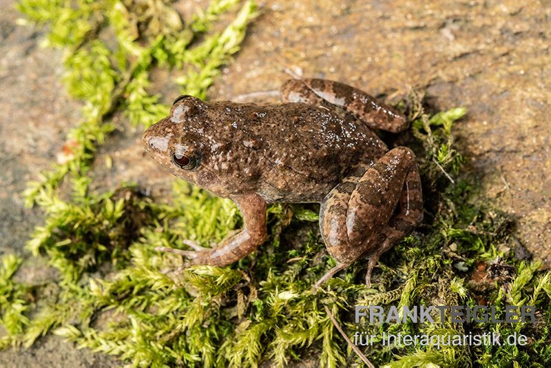 Pfützenfrosch, Phrynobatrachus calcaratus