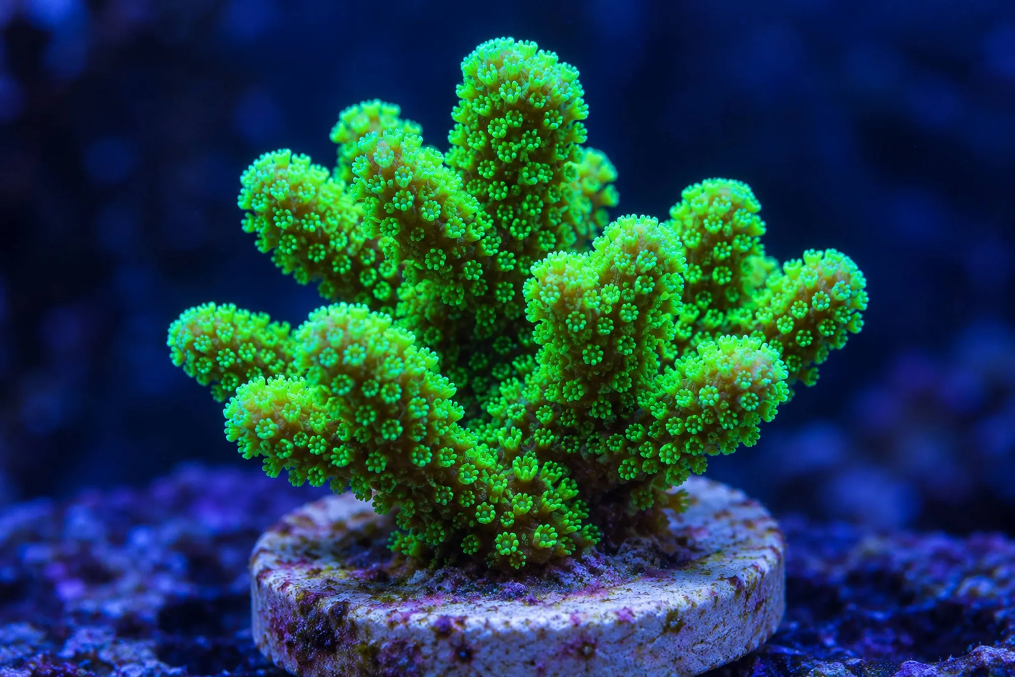 Fingerkoralle „Neongrün“ (Nachzucht), Stylophora pistillata, Größe S–M