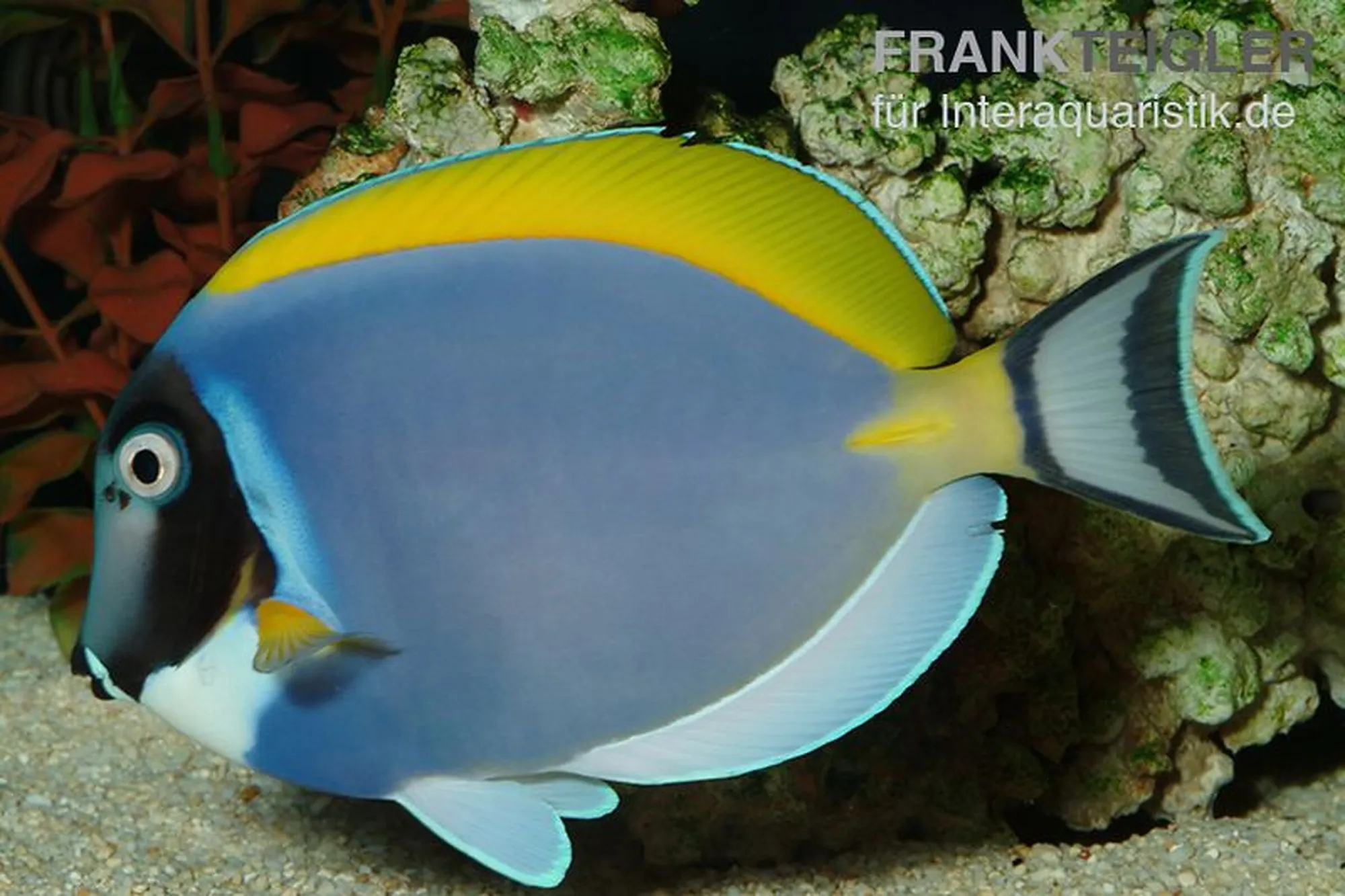Weißkehl-Doktorfisch, Acanthurus leucosternon, ca. 7,0-9,0 cm