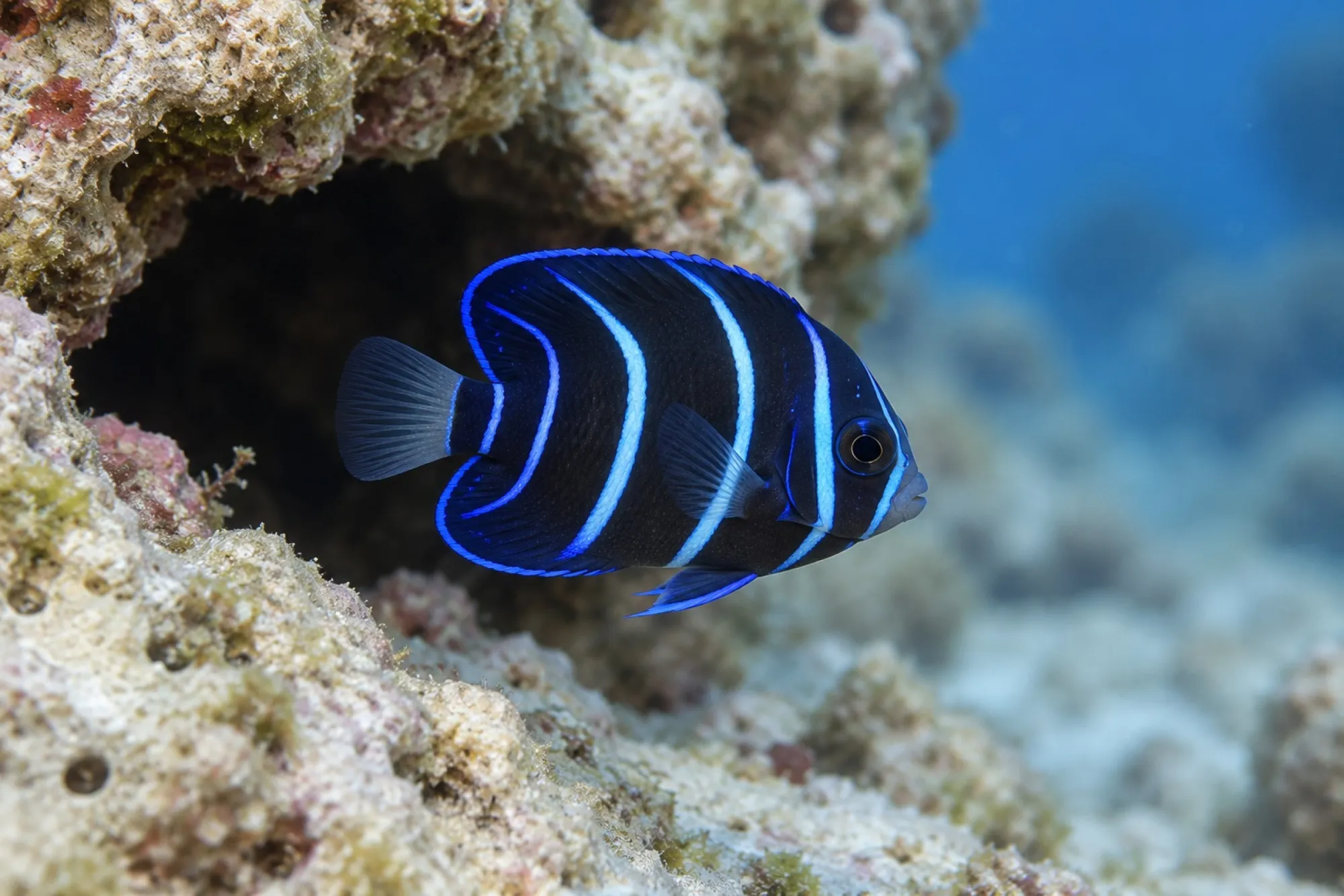 Traumkaiserfisch Nachzucht, Pomacanthus navarchus