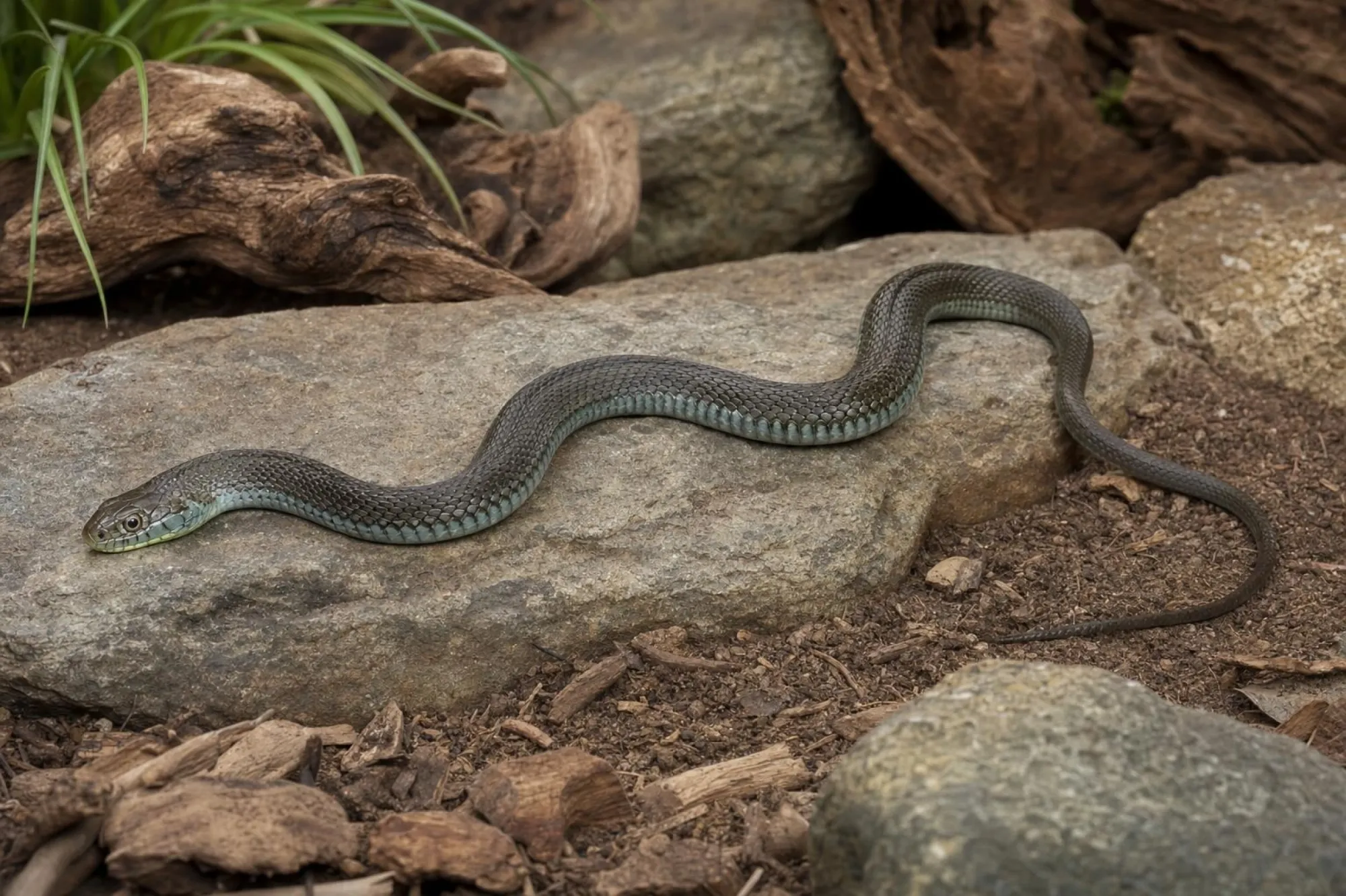 Chapala-Strumpfbandnatter, Thamnophis eques obscurus