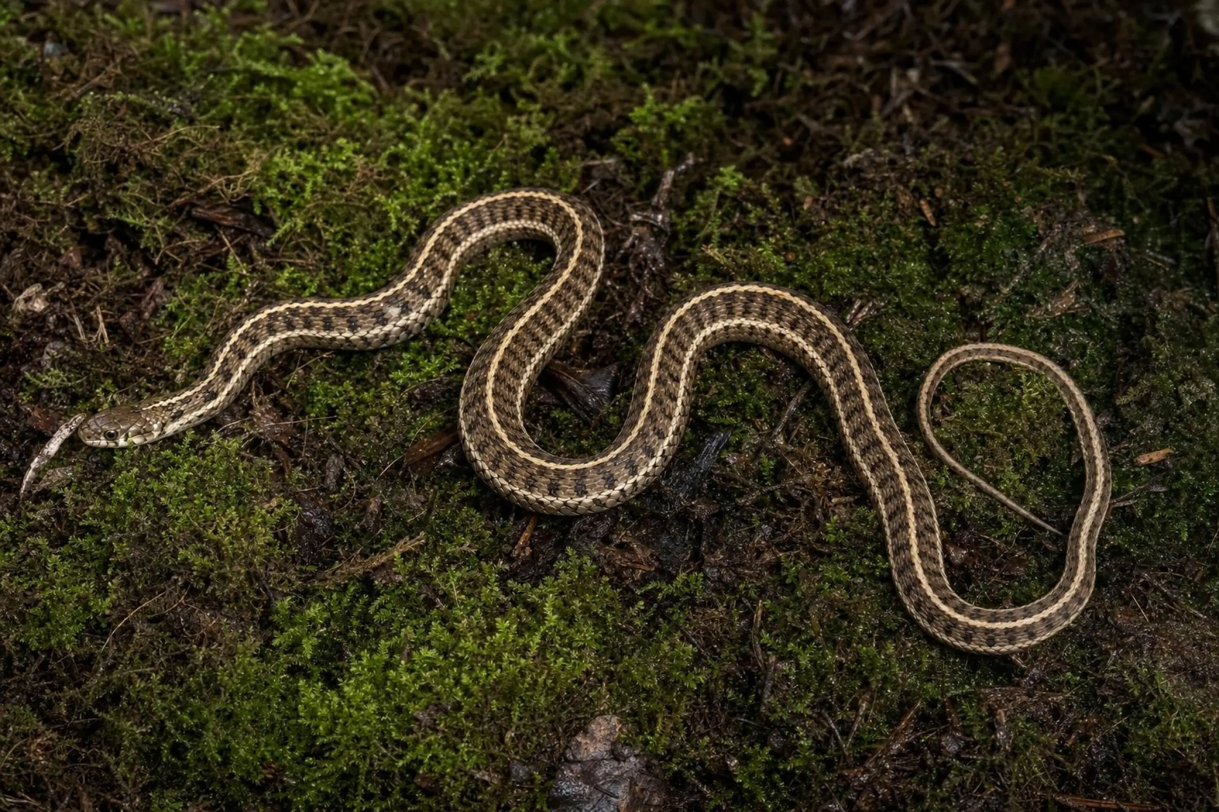 Adulte Mexikanische Hochland-Strumpfbandnatter aus Nachzucht, Thamnophis scaliger